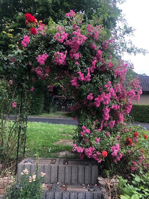 Üppig blühender Rosenbogen in einem Garten